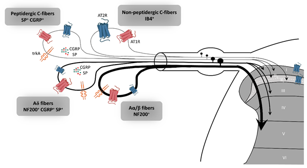 Angiotensin Ii Type 2 Receptor Encyclopedia Mdpi 1540