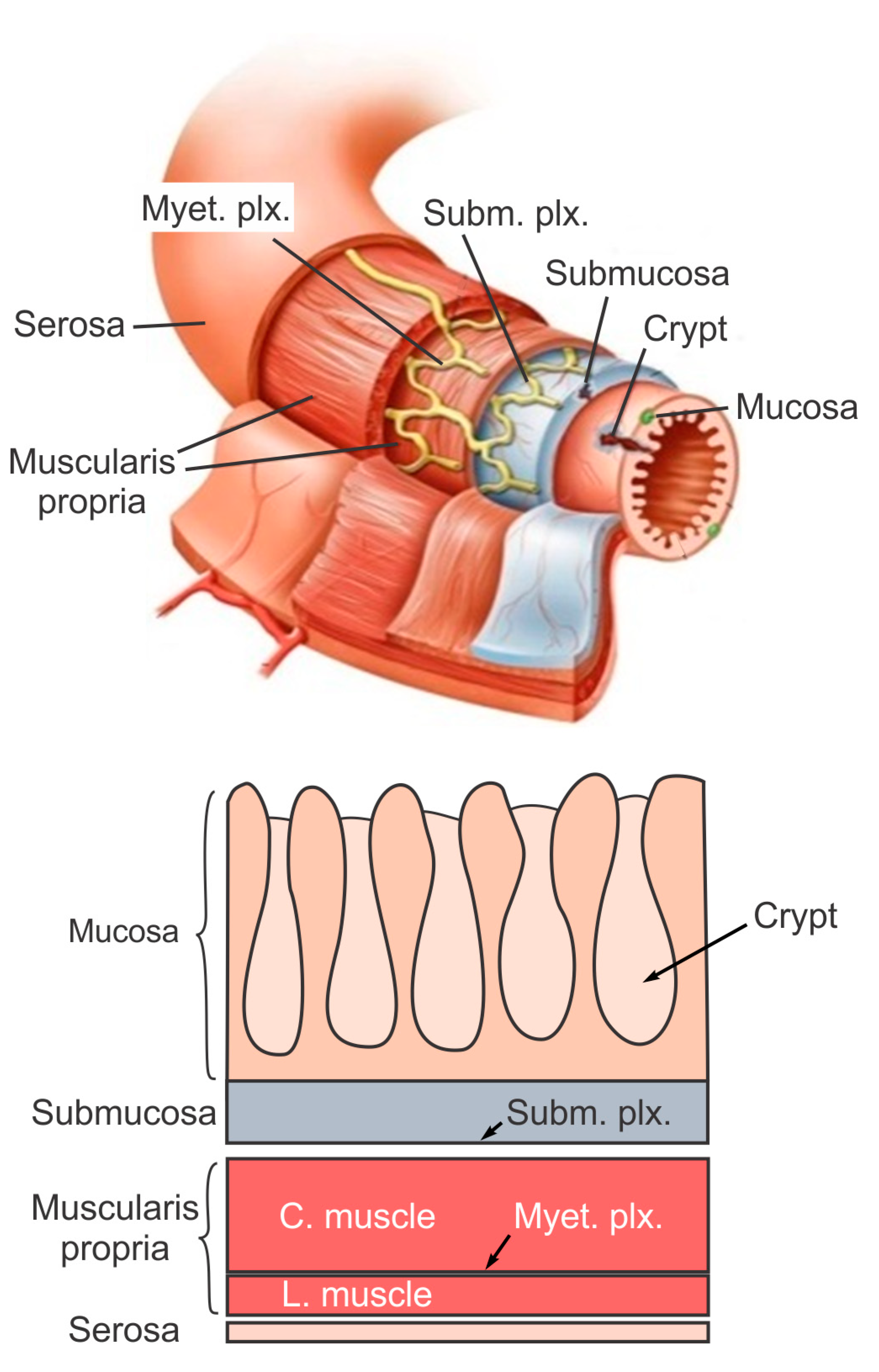 Large Intestine | Encyclopedia MDPI