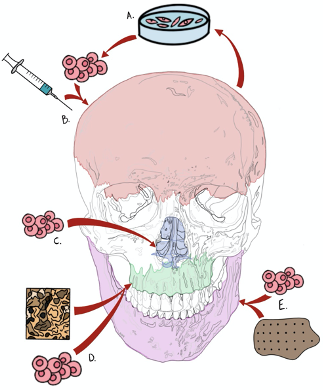 Schematic diagram showing stem cell isolation and tissue regeneration