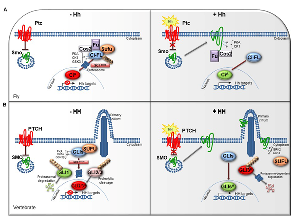 Dubs Activating Hedgehog Signaling Pathway Encyclopedia Mdpi 5805