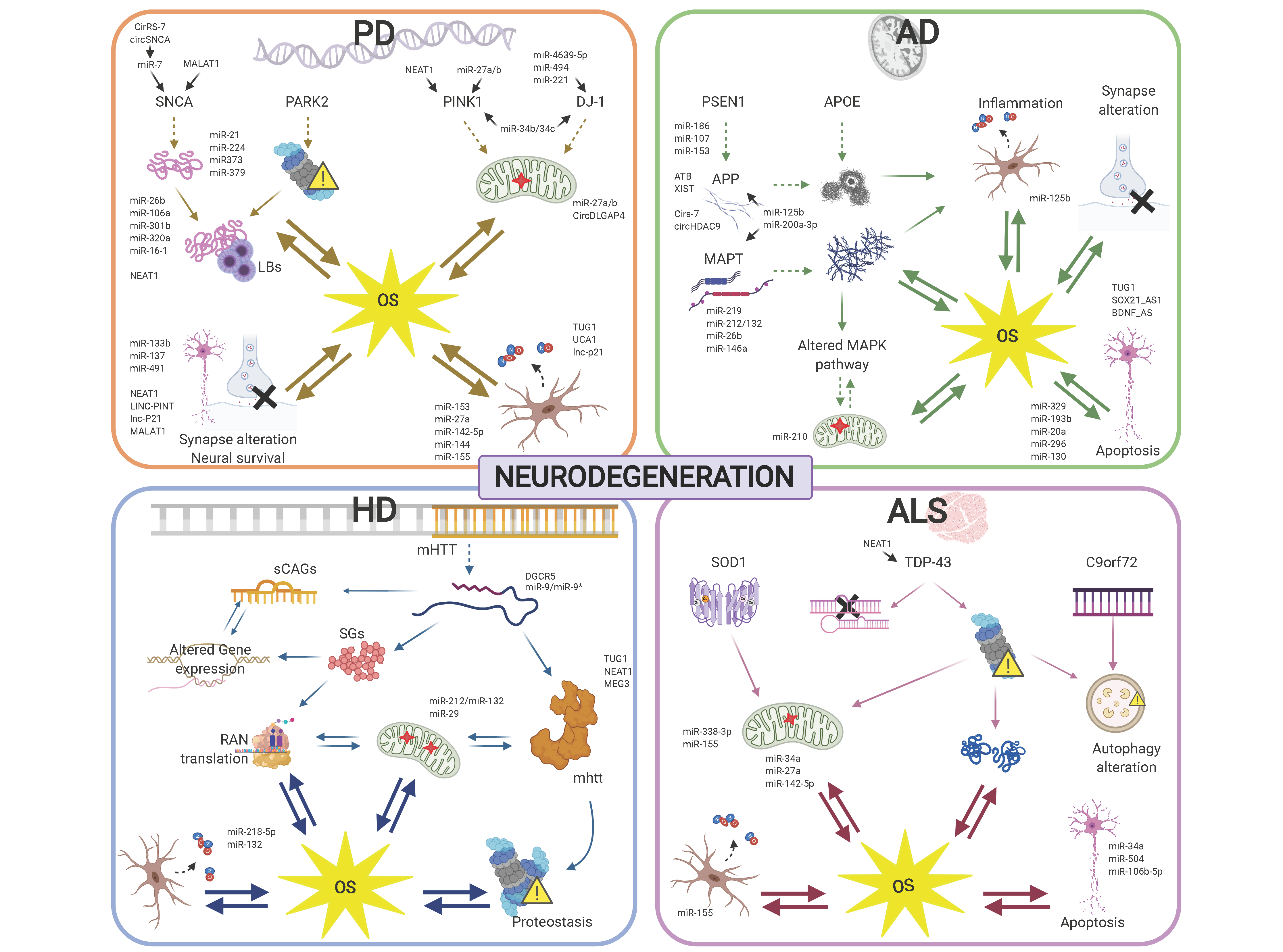 Figure 2. Regulatory ncRNAs are involved in oxidative stress (OS) management in diverse neurodegenerative diseases. Experimentally evidenced ncRNAs related to proteosomal and mitochondrial dysfunction, protein metabolism, reactive oxygen species (ROS) and OS generation and neural viability for Alzheimer’s disease (AD), Parkinson’s disease (PD), Huntington’s disease (HD) and amyotrophic lateral sclerosis (ALS) are shown.