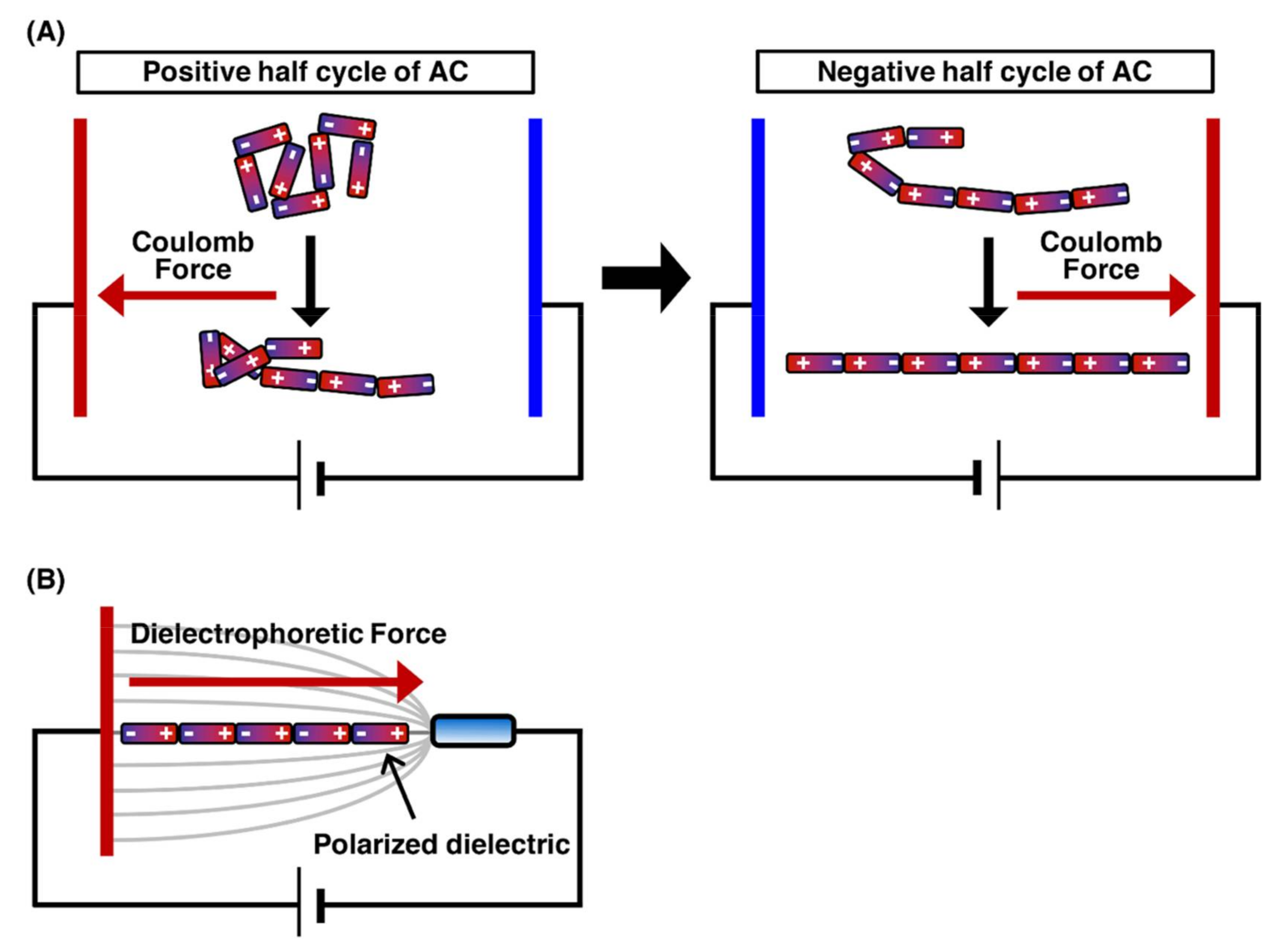 DNA Manipulation and Single-Molecule Imaging | Encyclopedia MDPI