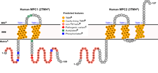 Mitochondrial Pyruvate Carrier Structurefunction Relationship