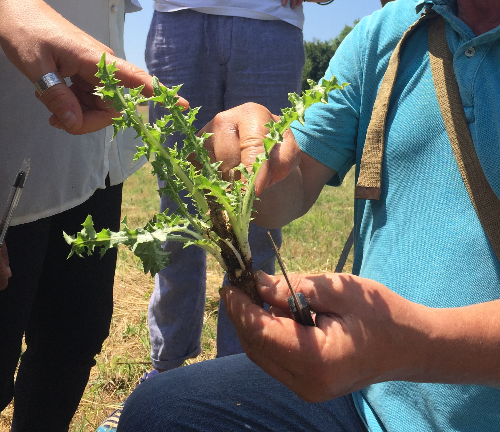 The weedy golden thistle (Scolymus hispanicus) continues to be eaten in the Mediterranean