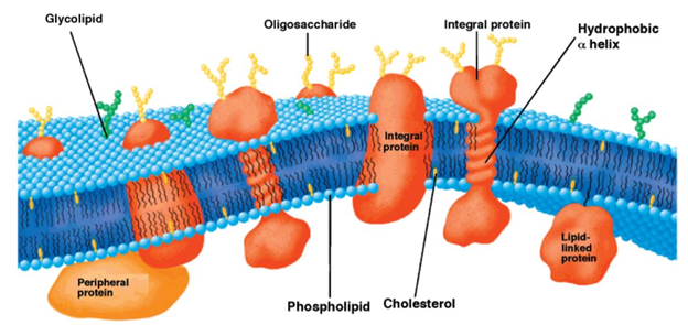 lipid bilayer definition