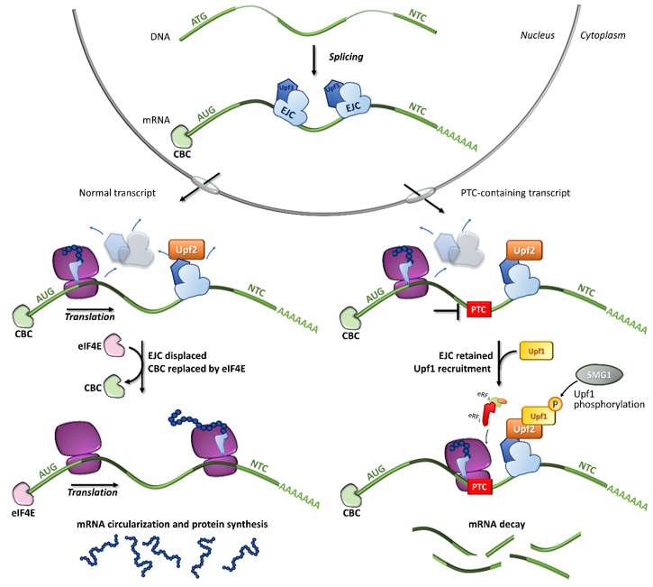 Premature Termination Codons | Encyclopedia MDPI