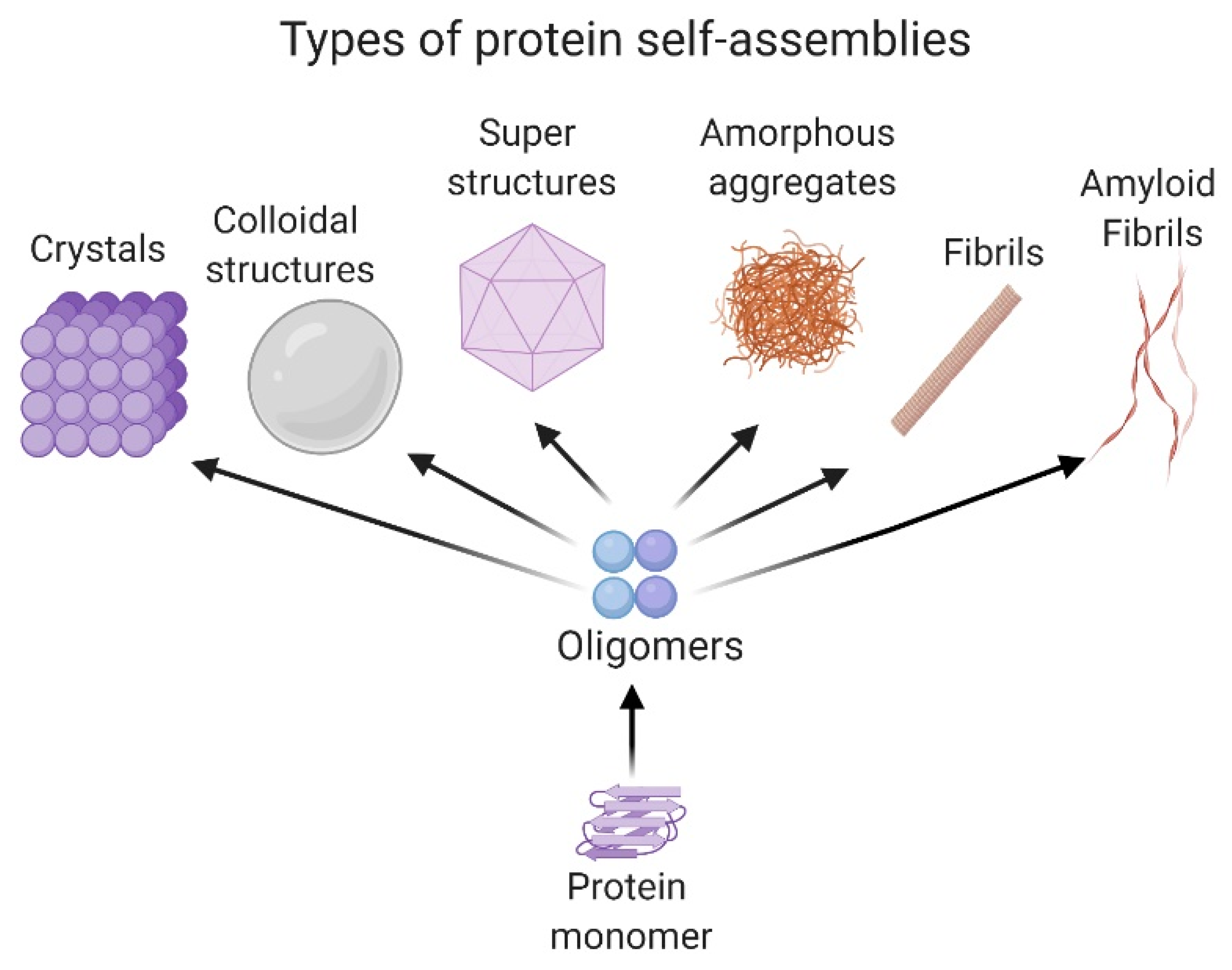 Peptideprotein Self Assembly And Aggregation Encyclopedia Mdpi