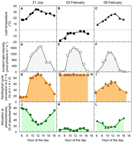 Zeaxanthin And Photoprotection In Plants Encyclopedia