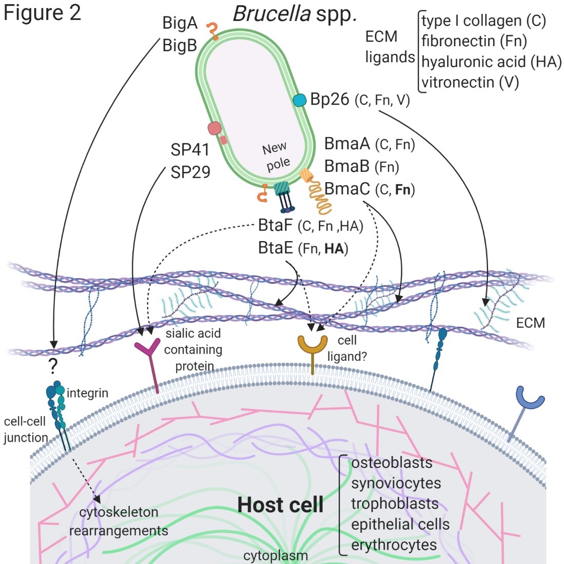 Adhesins of Brucella | Encyclopedia MDPI