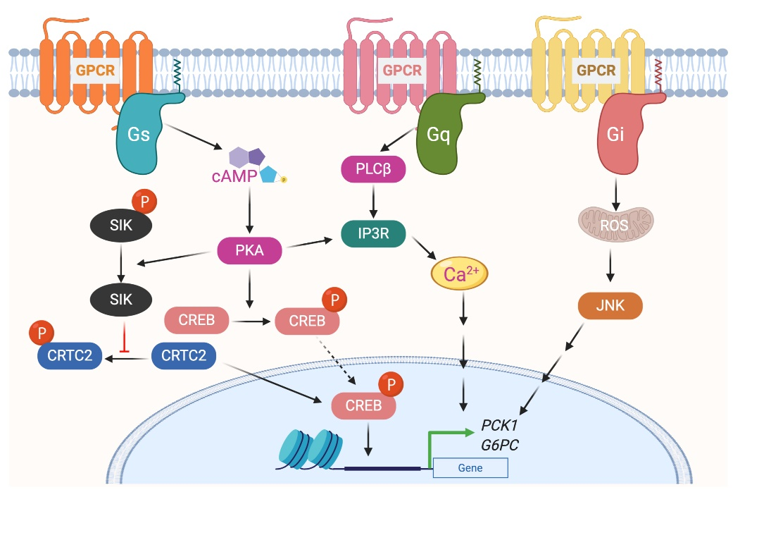 G Protein Coupled Receptor In Hepatocytes Encyclopedia Mdpi