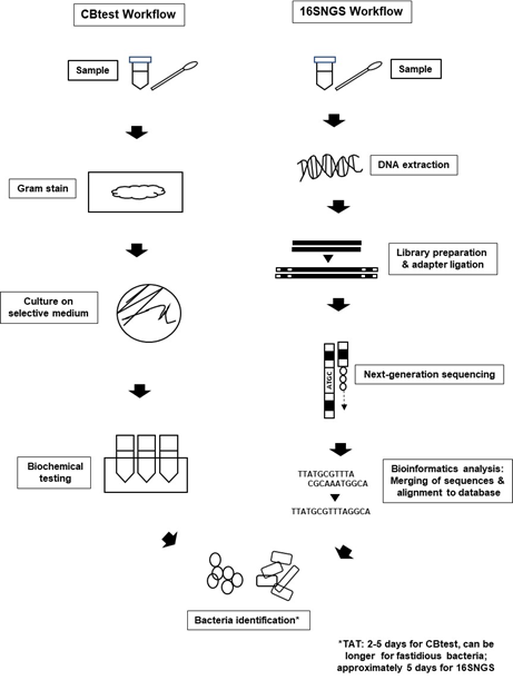 16s Rrna Next Generation Sequencing Encyclopedia Mdpi