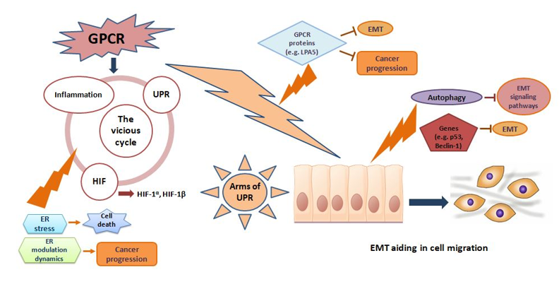 Gpcr Er Stress And Emt Encyclopedia