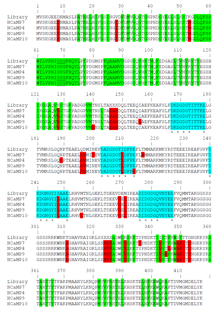 Figure S1. Alignment of the amino acid sequences for the original library and NCaMP calcium indicators. Alignment numbering follows that of NCaMPs. Residues from fluorescent part buried in β-can are highlighted with green. Residues that are forming chromophore are underlined. Mutations in NCaMPs related to the original library including linkers between fluorescent and calcium-binding parts are highlighted in red. Residues that are forming Ca2+-binding loops are highlighted in cyan. Calcium-coordinating residues are selected with asterisks.