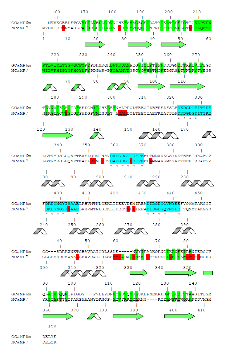 Figure S3. Alignment of the amino acid sequences for the GCaMP6m and NCaMP7 fluorescent proteins. Alignment numbering follows that of GCaMP6m (top line) and NCaMP7 (bottom line). Residues from fluorescent part buried in β-can are highlighted with green. Residues that are forming chromophore are underlined. Mutations in NCaMP7 appeared during protein engineering including linkers between fluorescent and calcium-binding parts are highlighted in red. Residues that are forming Ca2+-binding loops are highlighted in cyan. Calcium-coordinating residues are selected with asterisks. Secondary structure is presented for the NCaMP7 indicator based on its X-ray data.