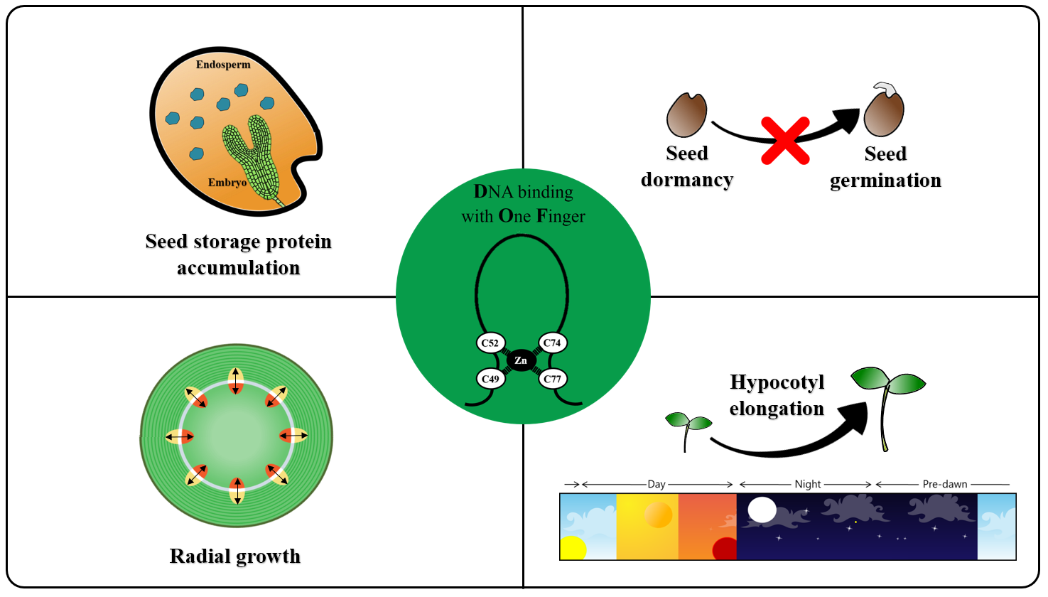 The DOF Transcription Factors in Seed and Seedling Development