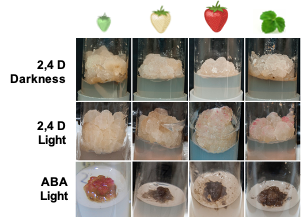 Cell Lines from Strawberry Fruits | Encyclopedia MDPI