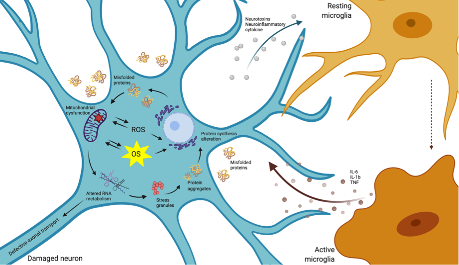 Figure 1. Oxidative stress in neurodegenerative disorders. Dysfunction in neural protein synthesis and processing entails mitochondrial defects, the alteration of RNA metabolism and the deposition of protein aggregates, which ultimately, encompass the generation of ROS and OS. At the same time, ROS production implies the alteration of protein folding and the production of neurotoxins which activates neuroimmune cells and enhances the production of neuroinflammatory cytokines.