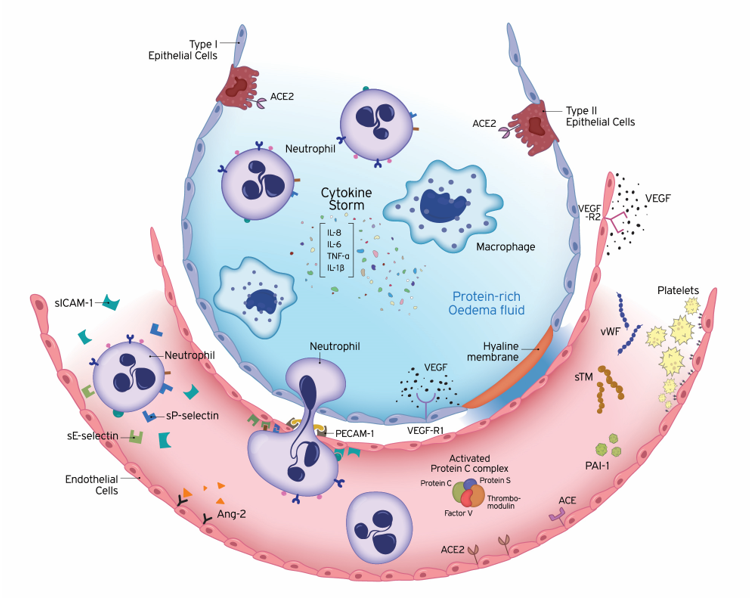 capillary epithelium