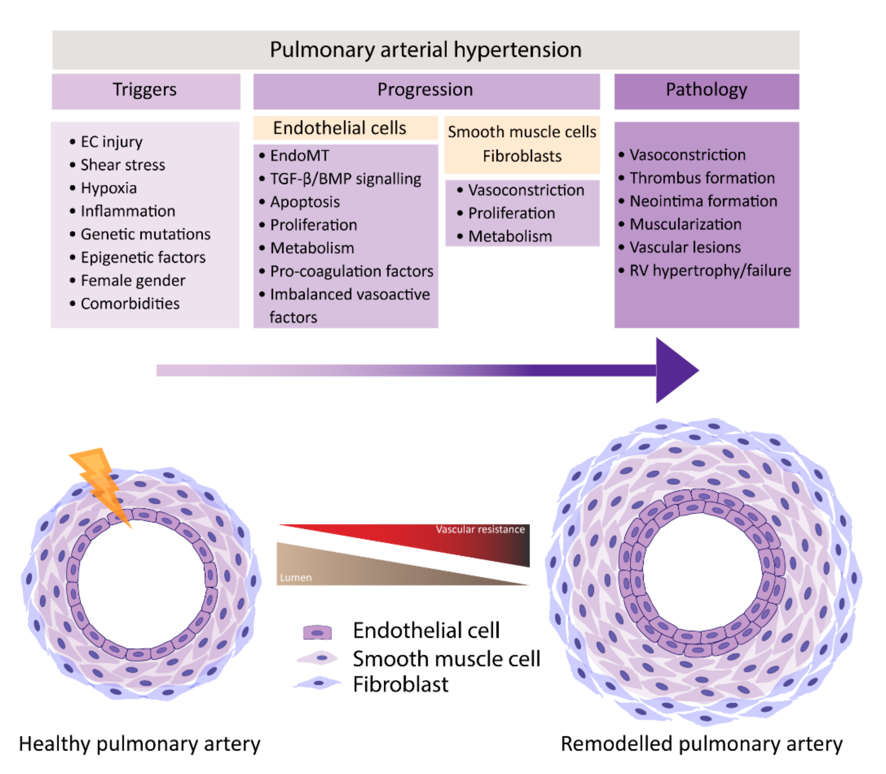 endothelial-cell-dysfunction-encyclopedia-mdpi