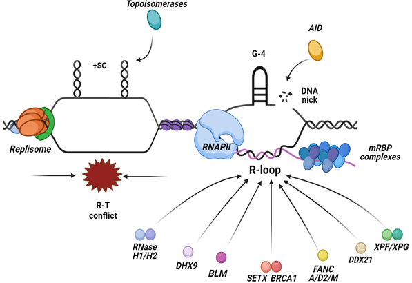 BRCA2 promotes DNA‐RNA hybrid resolution by DDX5 helicase at DNA