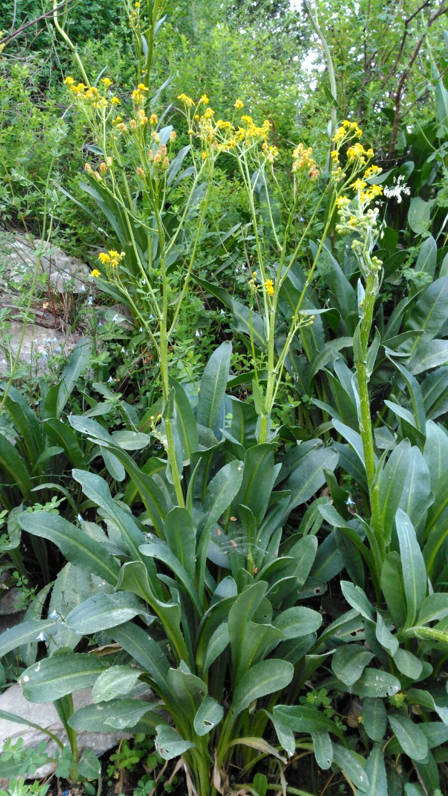 Senecio morisii J.Calvo & Bacch._Photo_G. Bacchetta