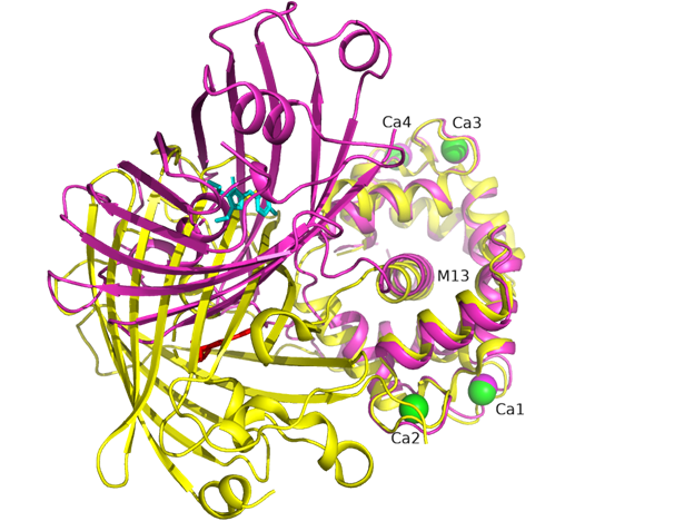Figure S2. Superposition of NCaMP7 (PDB ID - 6XW2, in magenta) and GCaMP6m (PDB ID 3WLD, in yellow) structures. Chromophores for NCaMP7 and GCaMP6m are shown in cyan and red colors, respectively. Calcium ions for NCaMP7 and GCaMP6m are in magenta and green. M13 peptide is labeled as well as calcium ions. Structures are superposed by their calmodulin domains.