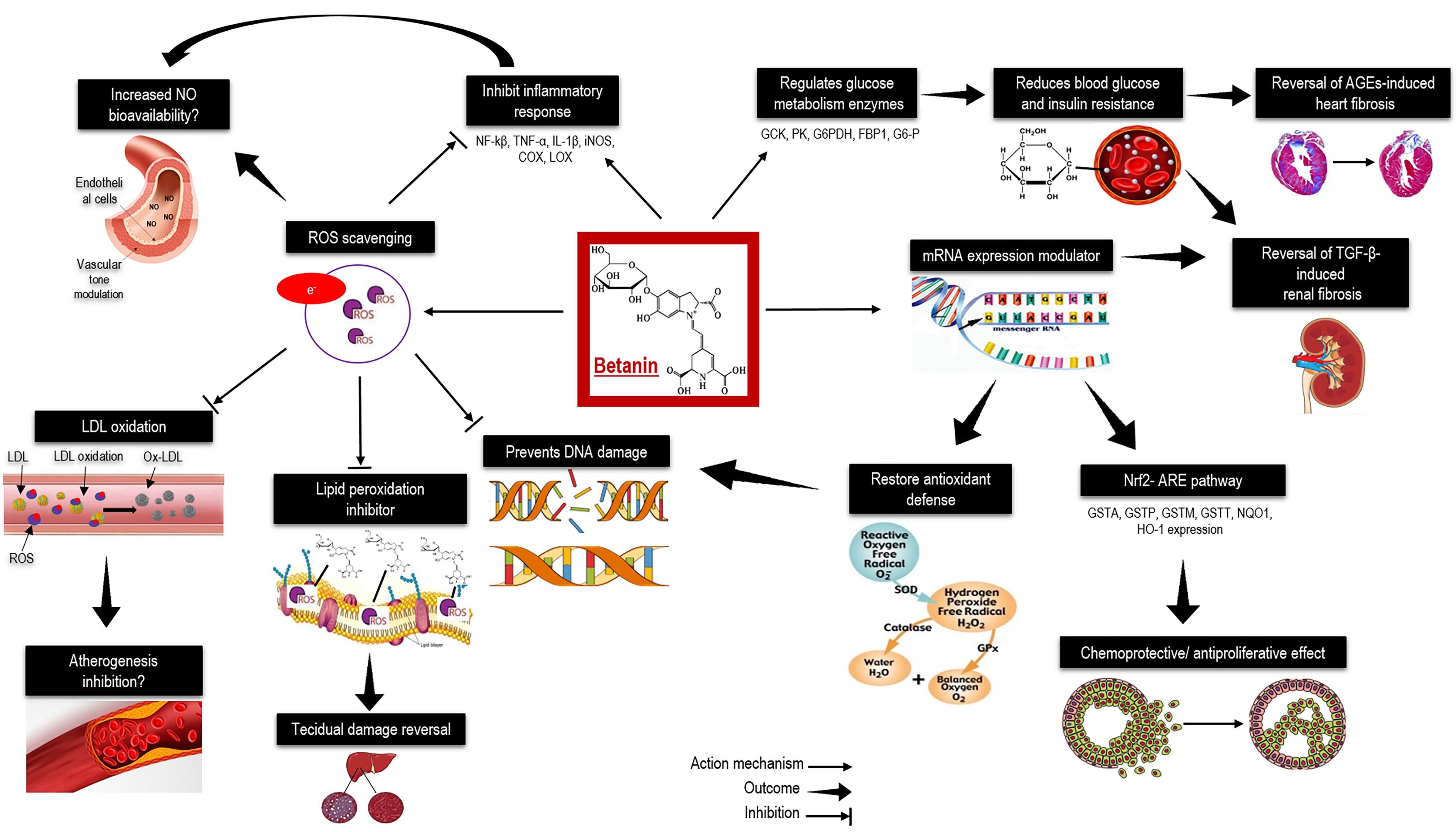 Figure 2. Health effects of betanin: A summary of molecular and metabolic betanin targets reported in cell cultures and animal models. AGEs, advanced glycation end products; C, carbon; COX, cyclooxygenase; DNA, deoxyribonucleic acid; FBP1, fructose-bisphosphatase 1; G6-P, glucose 6-phosphate; G6PDH, glucose-6-phosphate dehydrogenase; GCK, glucokinase; GPx, glutathione peroxidase; GSTA, glutathione S-transferases A; GSTM, glutathione S-transferases M; GSTP, glutathione S-transferases P; GSTT, glutathione S-transferases T; H, hydrogen; H2O2, hydrogen peroxide; IL-1β, interleukin 1 beta; HO-1, heme oxygenase-1; iNOS, inducible nitric oxide synthase; LDL, low-density lipoprotein; LOX; lipoxygenase; mRNA, messenger ribonucleic acid; N, nitrogen; NF-Κβ, nuclear factor kappa beta; NQO1, quinone dehydrogenase 1; NO, nitric oxide; Nrf2-ARE, nuclear factor erythroid 2-antioxidant responsive element; O, oxygen; O2•−, superoxide anion; OH, hydroxyl radical; Ox-LDL, oxidized low-density lipoprotein; PK, pyruvate kinase; ROS, reactive oxygen species; SOD, superoxide dismutase; TGF-β, transforming growth factor beta; TNF-α, tumor necrosis factor alpha.