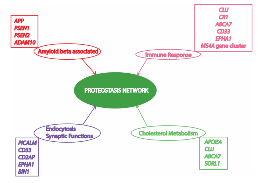 The Heat Shock Response in Yeast Maintains Protein Homeostasis by