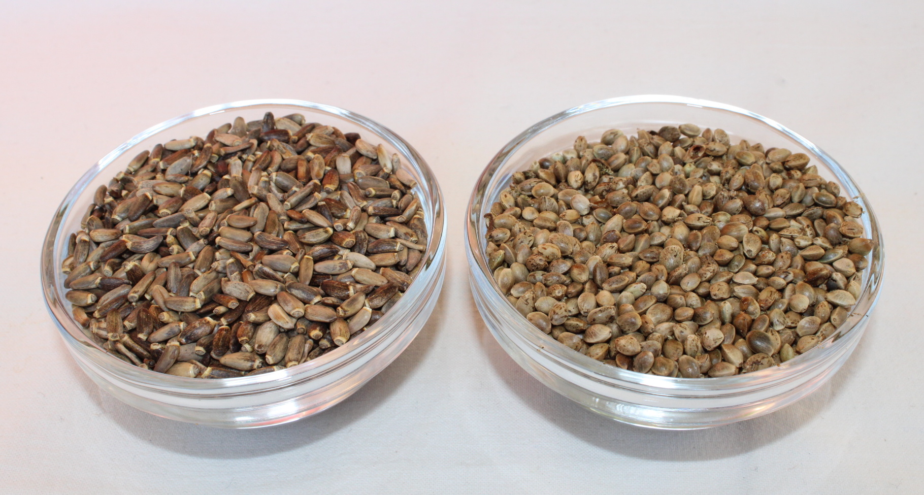 Milk thistle seed (left) and hemp seed (right) 