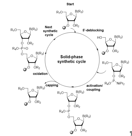 Synthesis Of Nucleobase Modified Rna Oligonucleotides Encyclopedia