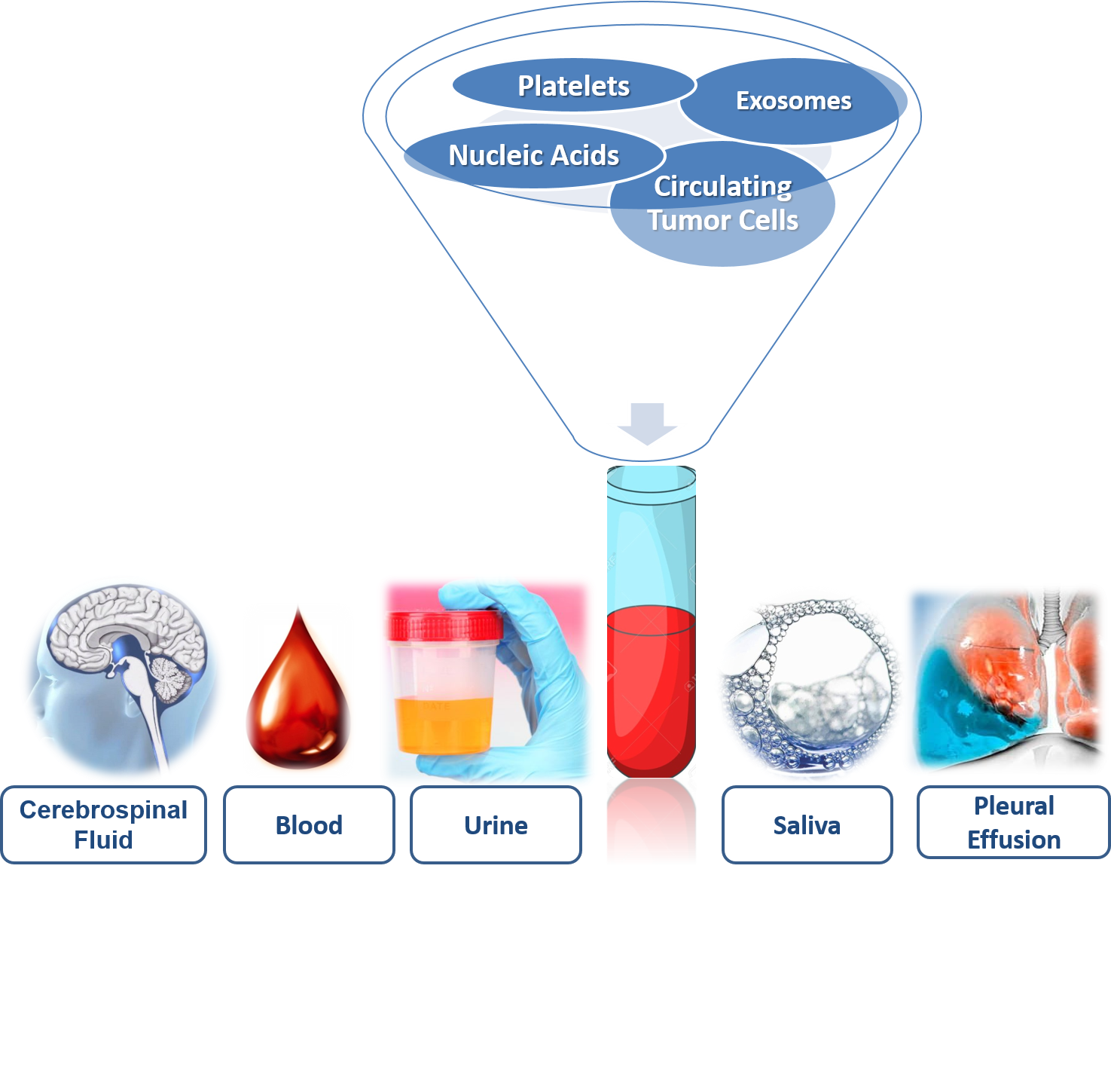 Figure 1. Components of liquid biopsy