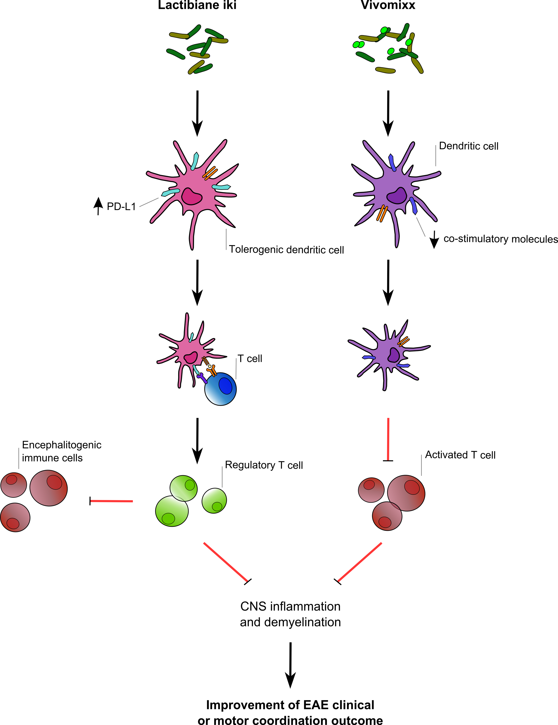 inflammation in experimental autoimmune encephalomyelitis