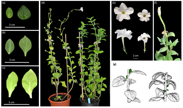 Gigantea In Flower Development Encyclopedia