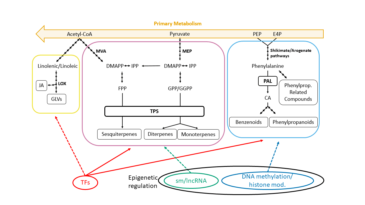 Main VOCs' biosynthetic routes and their epigenetic and transcriptional regulation.