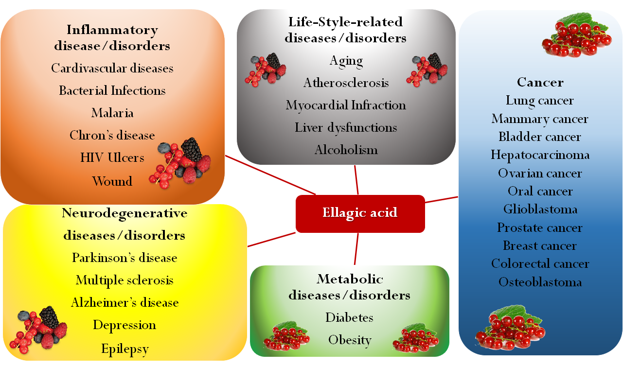 Oral Bioavailability Of Ellagic Acid Encyclopedia MDPI