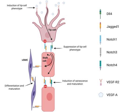 Notch Signaling Function In Angiogenesis Encyclopedia