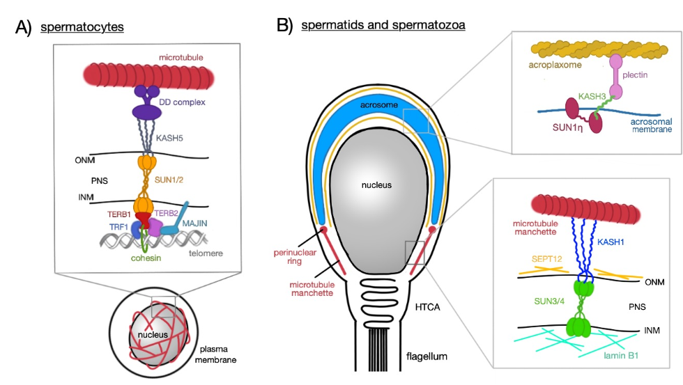 LINC Complex in Sperm Development