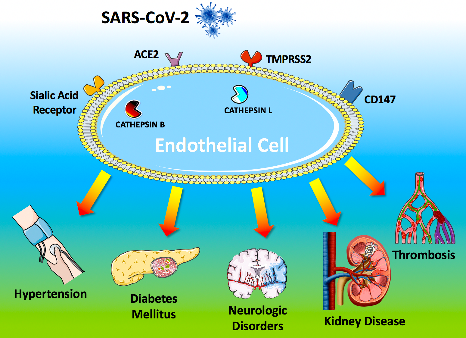 Endothelial Cells and COVID-19