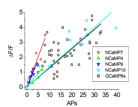 Figure S16. Comparison of responses of green NCaMPs and GCaMP6s indicators normalized to the response of the control red R-GECO1 GECI to external field stimulation of neurons co-expressing the GECIs in dissociated neuronal culture. The numeric values of the slopes calculated from the dependences of F/F over a number of APs are listed in ESI Table S5.