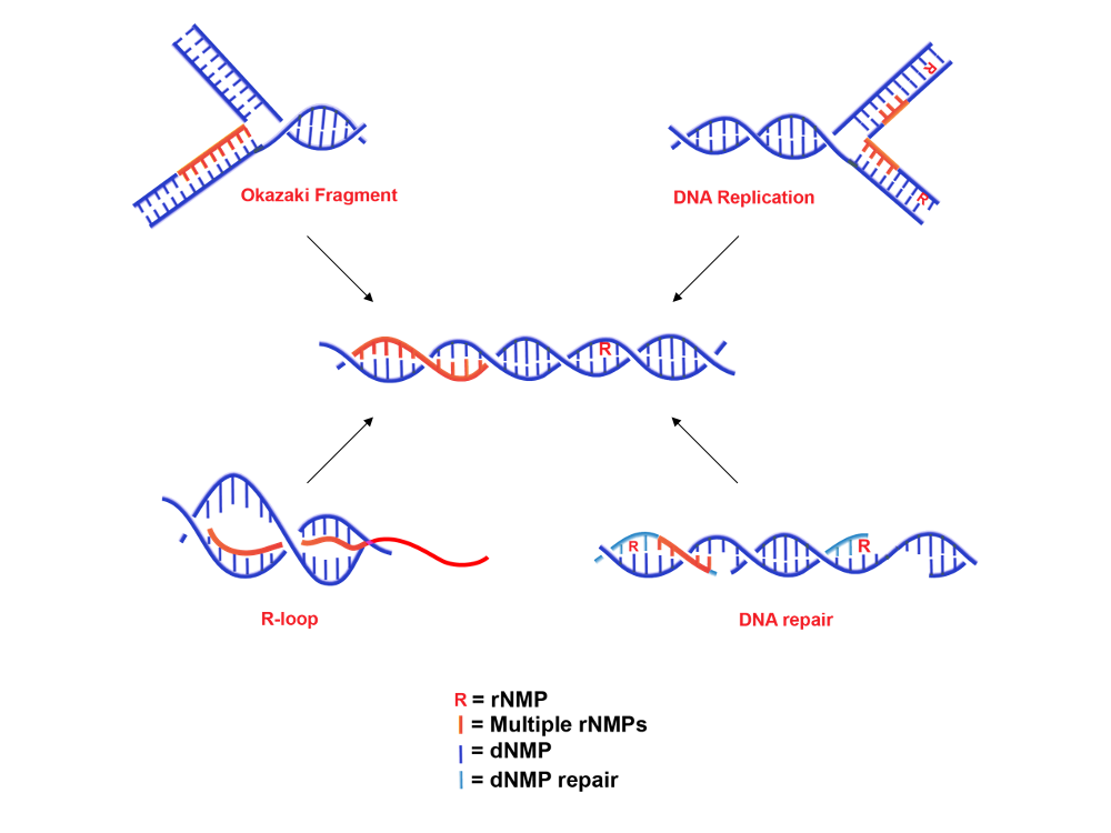 Figure 1. Sources and forms of rNMPs embedded in genomic DNA. 