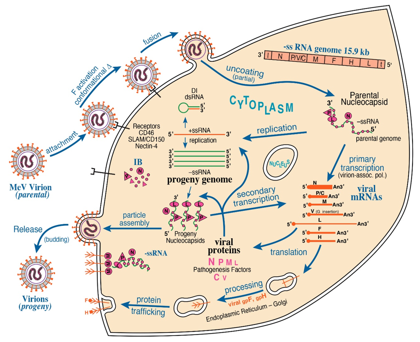 Negative Sense Single Stranded Rna Viral Factories Encyclopedia