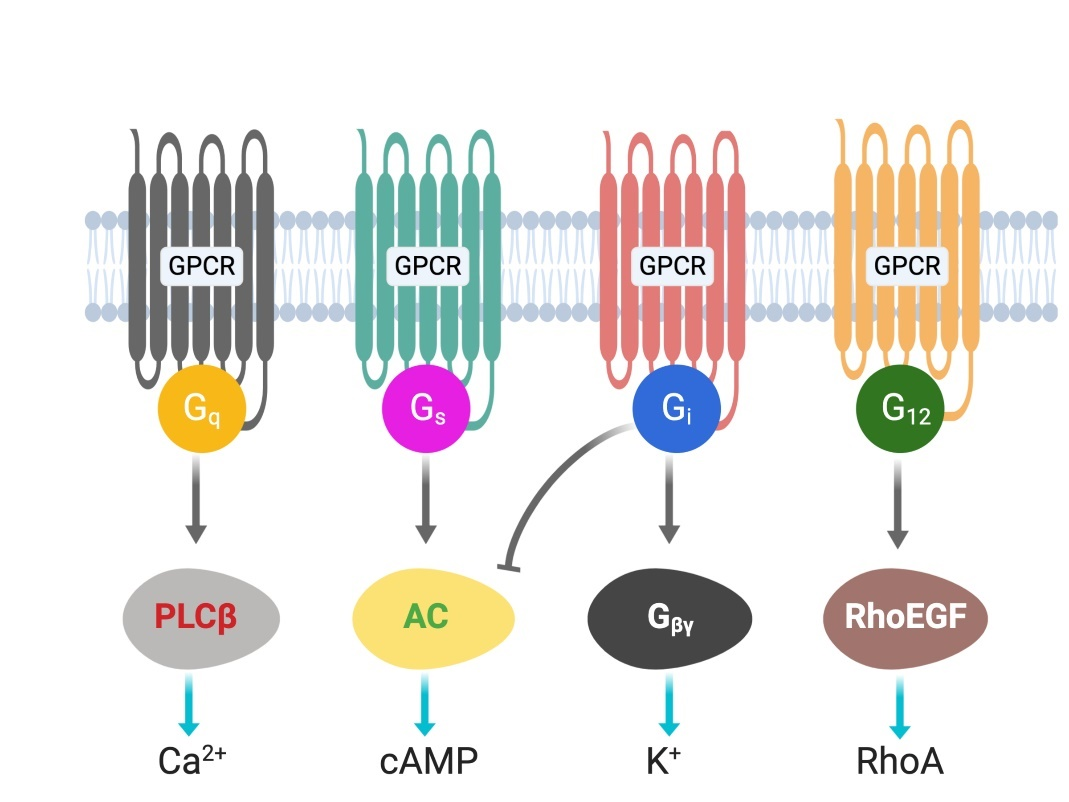 G Protein Coupled Receptor In Hepatocytes Encyclopedia Mdpi 5368