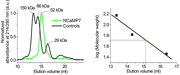 Figure S14. Fast protein liquid chromatography of NCaMP7. NCaMP7 (1.7 mg/ml) was eluted in 40 mM Tris-HCl (pH 7.5) and 200 mM NaCl buffer supplemented with 5 mM CaCl2. The molecular weight of NCaMP7 was determined from a linear regression of the dependence of logarithm of control molecular weights vs elution volume.