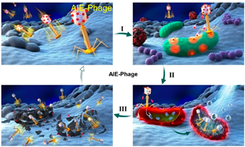 Mitochondrion‐Anchoring Photosensitizer with Aggregation‐Induced Emission  Characteristics Synergistically Boosts the Radiosensitivity of Cancer Cells  to Ionizing Radiation - Yu - 2017 - Advanced Materials - Wiley Online  Library