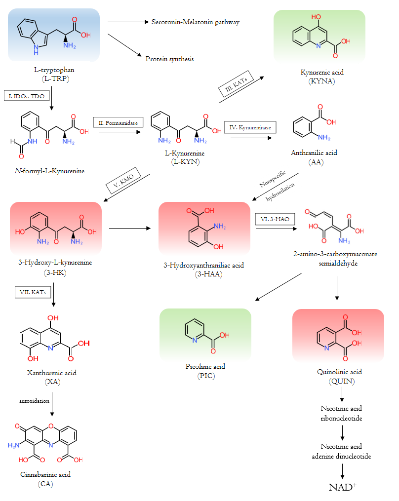 The Tryptophan-kynurenine metabolic pathway and the metabolites.