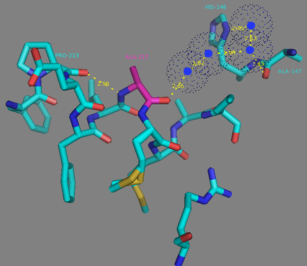 Figure S11. A217 residue surrounding and H-bonds network to the A147 and H148 residues from linker between fluorescent and calcium-binding domains according to NCaMP7 X-ray structure (PDB ID - 6XW2). H-bonds network is shown as dash lines between A217 (in magenta), water molecules (in blue dots), P213, A147 and H148. 