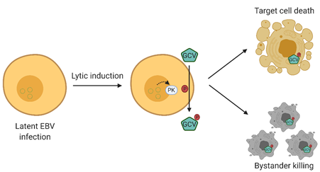 Ebv Lytic Induction Therapy Encyclopedia