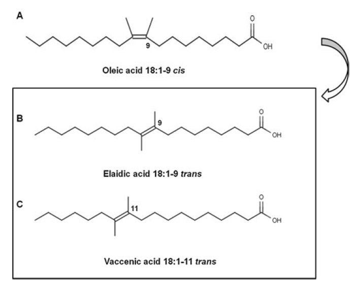 Trans Fatty Acid Diagram