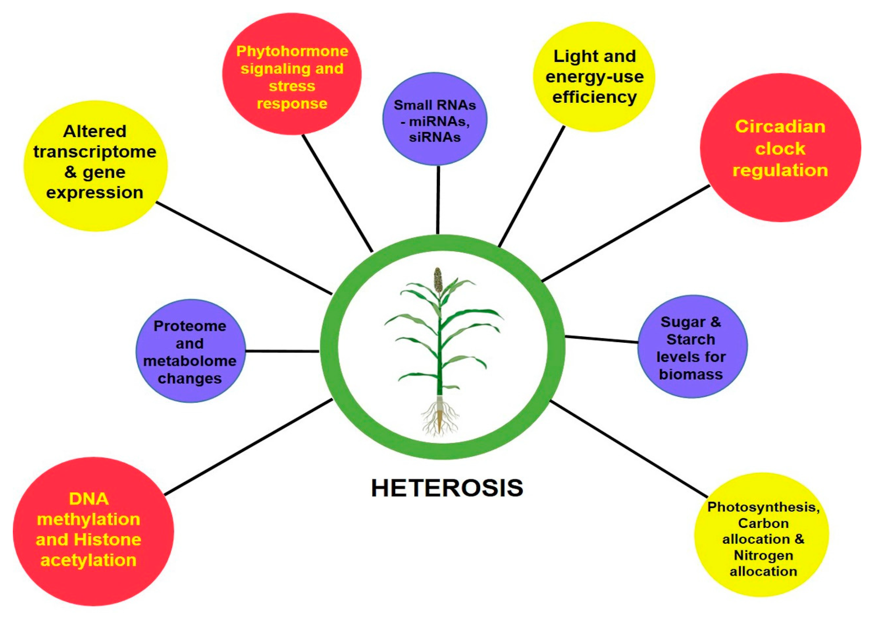 heterosis-encyclopedia-mdpi