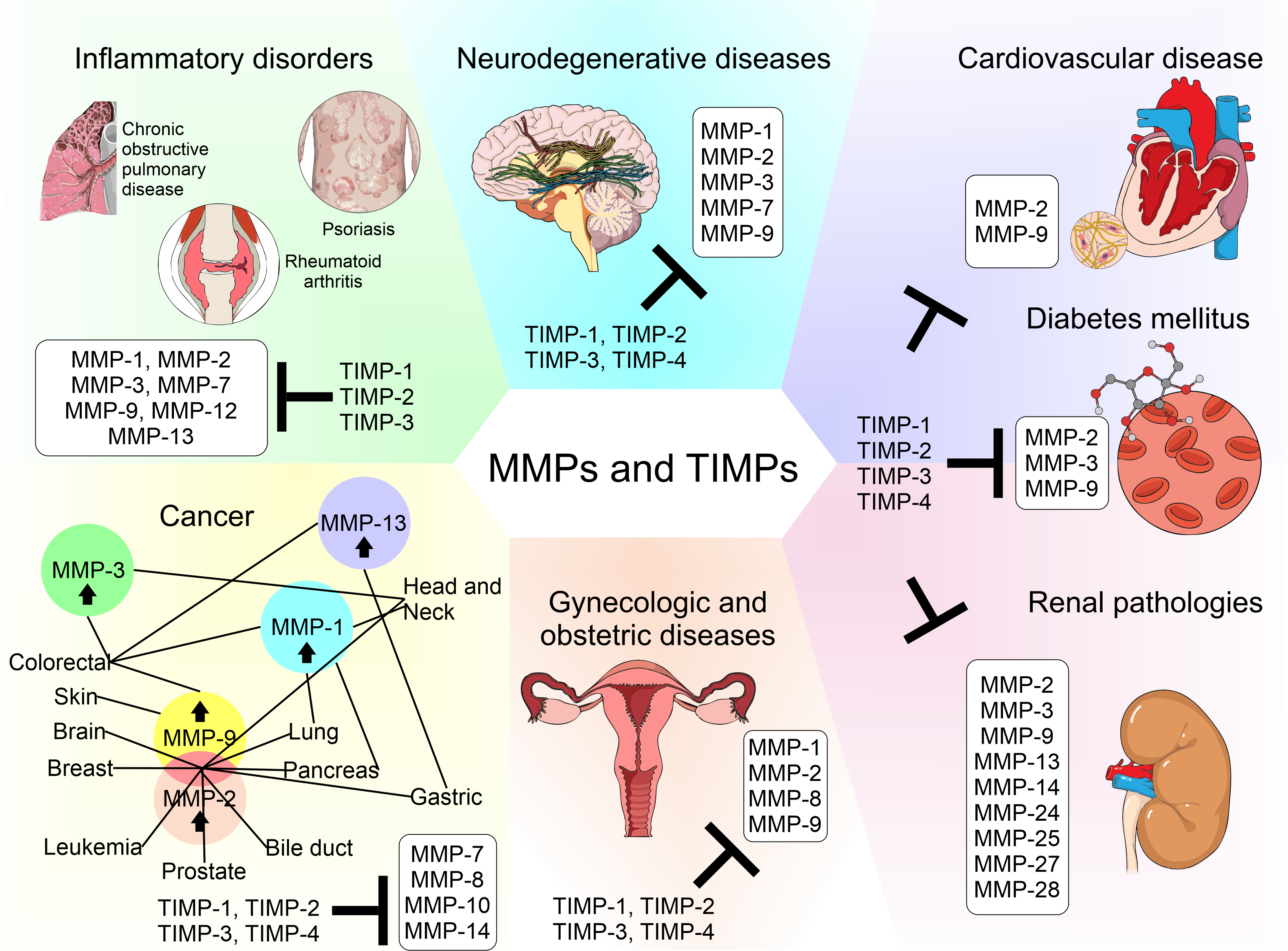 Figure 1. The matrix metalloproteinases and their inhibitors in human diseases